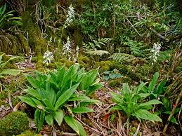 Image result for Calanthe