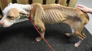 The dog in question sounds emaciated. Kids Find Emaciated Dog Tied To A Tree Where She D Been Starving For At Least 2 Months The Dogington Post