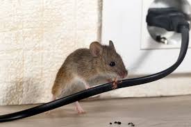 Check spelling or type a new query. 7 Types Of Natural Mouse Repellent Bug House Pest