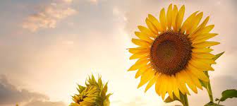 Check spelling or type a new query. Beautiful Sunflower Posts Facebook