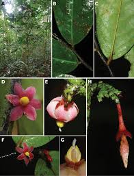 Image result for Monanthotaxis ferruginea