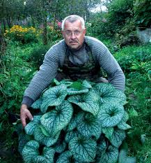 Image result for Brunnera `Jack Frost`