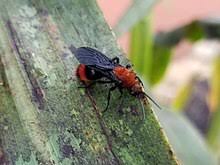 Dasymutilla Occidentalis Wikipedia
