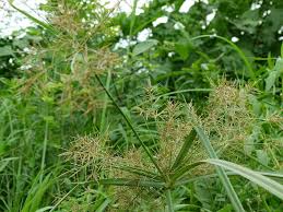 Image result for Cyperus distans