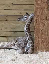 April The Giraffe S Baby Boy Born April 15 2017 0930ish Animal Adventure Park Animals Beautiful Giraffe