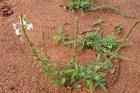 Image result for Chascanum