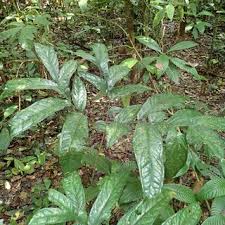 Image result for Sericanthe leonardii