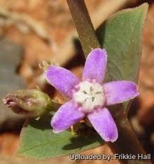 Image result for Raphionacme hirsuta