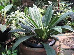 Walau sebagian orang hanya menikmatinya sebagai kepuasan dan hiburan, namun. Tanaman Hias Berdaun Indah Philodendron Philodendron Sp Planter And Forester