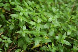 Image result for Pouzolzia parasitica