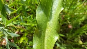 Image result for Pseudopodospermum hispanicum