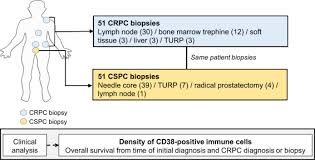 Tumor testing for brca1 and brca2 is recommended for patients with. Cd38 In Advanced Prostate Cancers European Urology