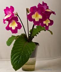 Image result for Streptocarpus sp.nov. aff. S. grandis