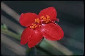 Image result for Hibiscus aponeurus