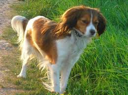Kooikerhondje dog breed information, pictures, care, temperament, health, puppies, breed history. Nederlandse Kooikerhondje Koikerhund Foto 38087 Hundund De