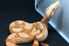 We would like to show you a description here but the site won't allow us. How Do Snakes Keep Their Eyes Moist