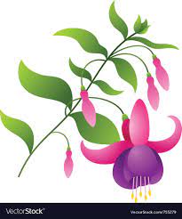 Fuchsia Flower Royalty Free Vector Image Vectorstock