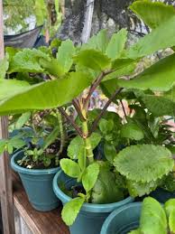 Image result for Bryophyllum