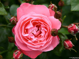 Jetzt mein schöner garten beete günstig online bestellen schnelle lieferung! Mein Schoner Garten Kaufen Strauchrose Agel Rosen