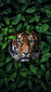 Animal Wallpapers Iphone Wallpapers Wild Animal Wallpaper Animal Wallpaper Majestic Animals