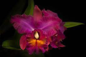 Rhyncholaeliocattleya Owen Holmes Bryan Ramsay Photographer