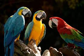Discussions Amazon Forest Amazon Rainforest Forest Animals