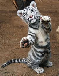 Cango White Tiger Copy Variation To The Original Flickr Animals Cute Baby Animals Baby Animals