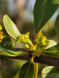 Image result for Rhamnus staddo