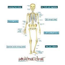 Simplified Skeletal System Labeled Body Part Chart Removable Wall Graphic