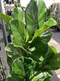 Image result for Ficus lyrata
