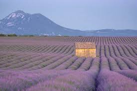 Best Lavender Fields Of Provence France 2021 Guide