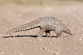 Like their fellow armored mammals, armadillos, pangolins can roll themselves up into a. Pangolin Facts The World S Most Trafficked Animal