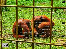 Saya mengambil peluang untuk melihat sendiri dari jarak depat bagaimana rupa, cara hidup dan penjagaan haiwan yang termasuk dalam kategori bakal pupus kalau tiada tindakkan diambil. Orang Utan Island Bukit Merah Laketown Resort Malaysia