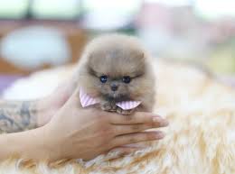 Healthy adorable male and female shih tzu puppies for rehoming contact. Fantasy Cup Dog Price