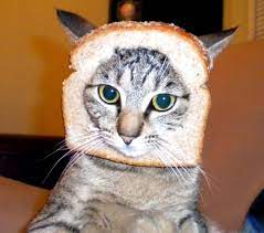 Cats Wearing Bread The Internet Meme That Never Gets Stale Cats Funny Animal Memes City Dog