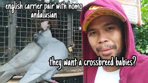 New German Beauty homer babies, english carrier pair to homo andalusian (  gift bird update )