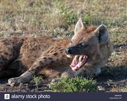 Download This Stock Image Spotted Hyena Crocuta Crocuta Snarling In Masai Mara Kenya Africa Bnmp3g From Alamy S Librar Hyena Masai Mara Masai Mara Kenya