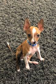 Out of state adoptions are allowed as long as you are within the 3 hour radius. These Las Vegas Based Puppies Are Up For Adoption And In Need Of A