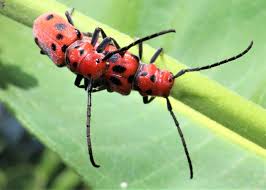 Red Spotted Beetle Or Red Milkweed Beetle Mating G Scotdeerie Milkweed Slugs Animals