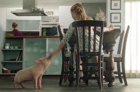 Maybe you would like to learn more about one of these? The Story Of Lucky The Baby Pig Who Is Just Like Your Dog News Peta Australia