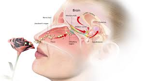 Image result for Limbic System