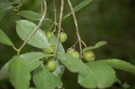 Image result for Elaeodendron matabelicum