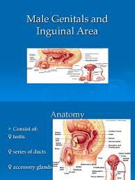 Muscle chart groin, muscles of the groin area diagram, human muscles, muscle chart groin, muscles of the groin area diagram. Male Genitals And Inguinal Area Mammal Reproductive System Genitourinary System