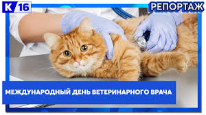 В любой профессии есть свои плюсы и минусы, особенности и нюансы. Mezhdunarodnyj Den Veterinarnogo Vracha Youtube