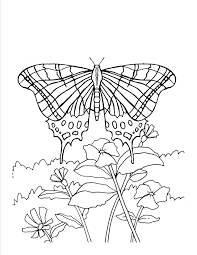 Free Printable Butterfly Coloring Pages For Kids Insect Coloring Pages Butterfly Coloring Page Flower Coloring Pages