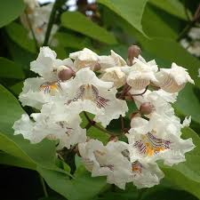 Image result for Catalpa