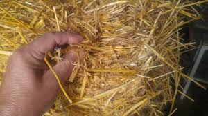 For thousands of years it has been used in house construction, as stuffing for mattresses and upholstery, for basketry, as a fuel and as bedding and. The Difference Between Hay And Straw In The Garden
