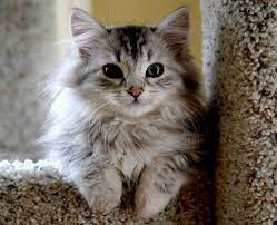 sibirya kedisi zeki cesur ve oyuncu bir turdur dost canlisidir ve sahibine duskundur taranma ihtiyaci a kitten breeds siberian kittens cutest kitten breeds