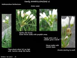 Image result for Nothoscordum borbonicum