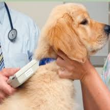 You've taken the important step of having your pets microchipped, or they came already chipped from your local shelter. Free Dog Microchipping Latestfreestuff Co Uk